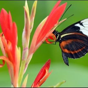 Meet your Posher, Shane